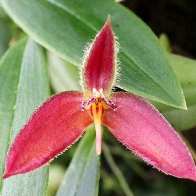Bulbophyllum japrii sp papua