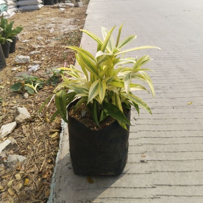 ​Tanaman Hias Dracaena Bambu Kuning - Bunga Bambu Keberuntungan Hoki Daun Kuning Rimbun Bambu Keberu