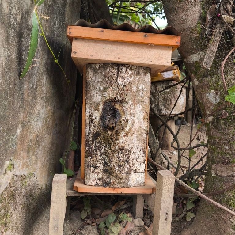 TRIGONA ITAMA JAWA, ENDEMIK JEMBER GUNUNG RAUNG
