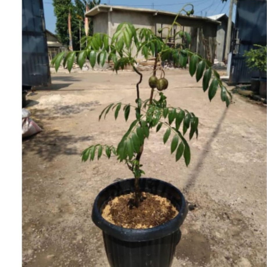 tanaman hias buah kedongdong/pohon kedongdong + pot hitam