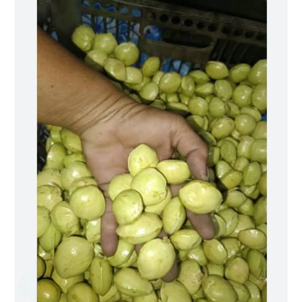 Jengkol Muda Segar 100gram