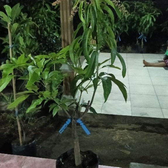Bibit tanaman mangga sultan kombinasi