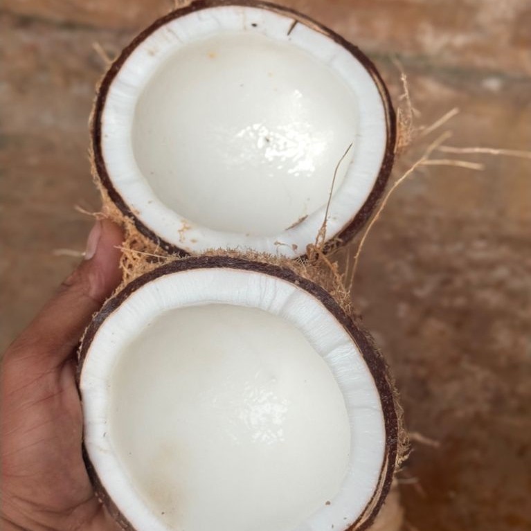 Kelapa Tua Super Bahan Santan, Kelapa Tua Berkualitas, Kelapa Tua Petik Langsung, Kelapa Tua Tasikma