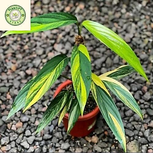 Tanaman hias amplissimum variegata - Tanaman hias epipremnum amplissimum variegata