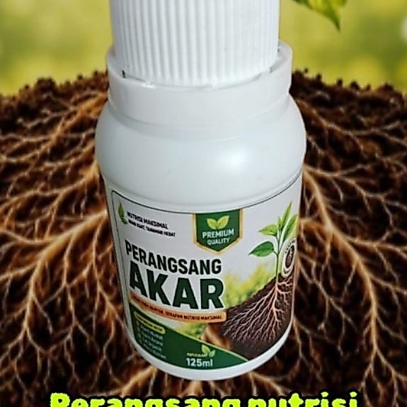perangsang akar