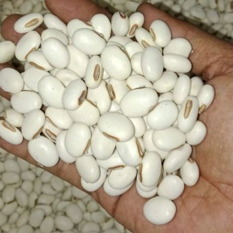 kacang koro pedang / binong mentah 1kg