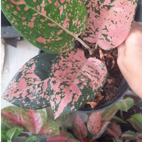 Aglonema Koleksi Kochin Regina Rare item