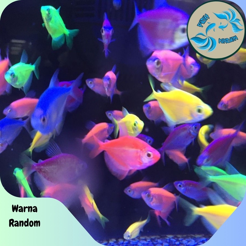 Hiasan Tetra Glowfish | Isi 5 ekor