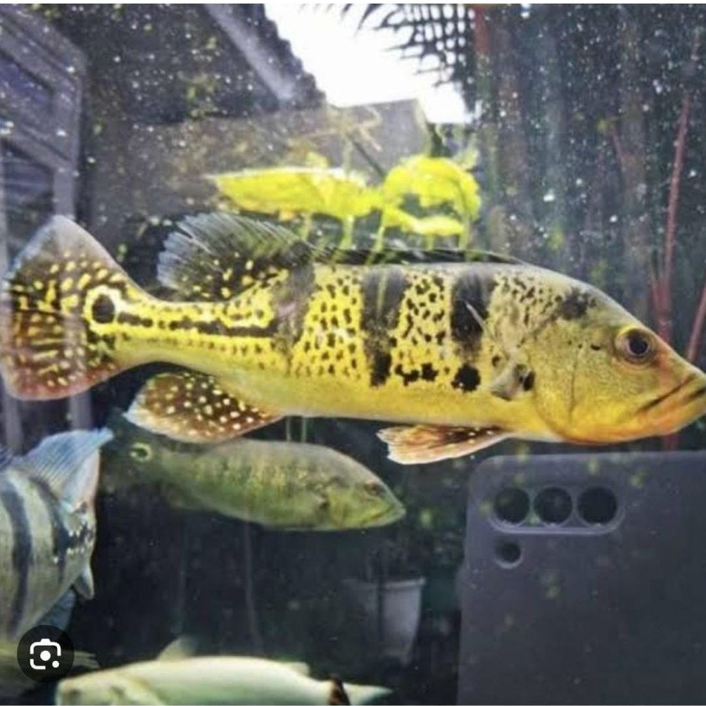 BOX PBASS KELBERI SPIDER PREMIUM GOOD QUALITY