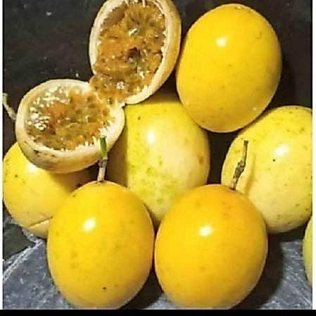 Buah markisa segar