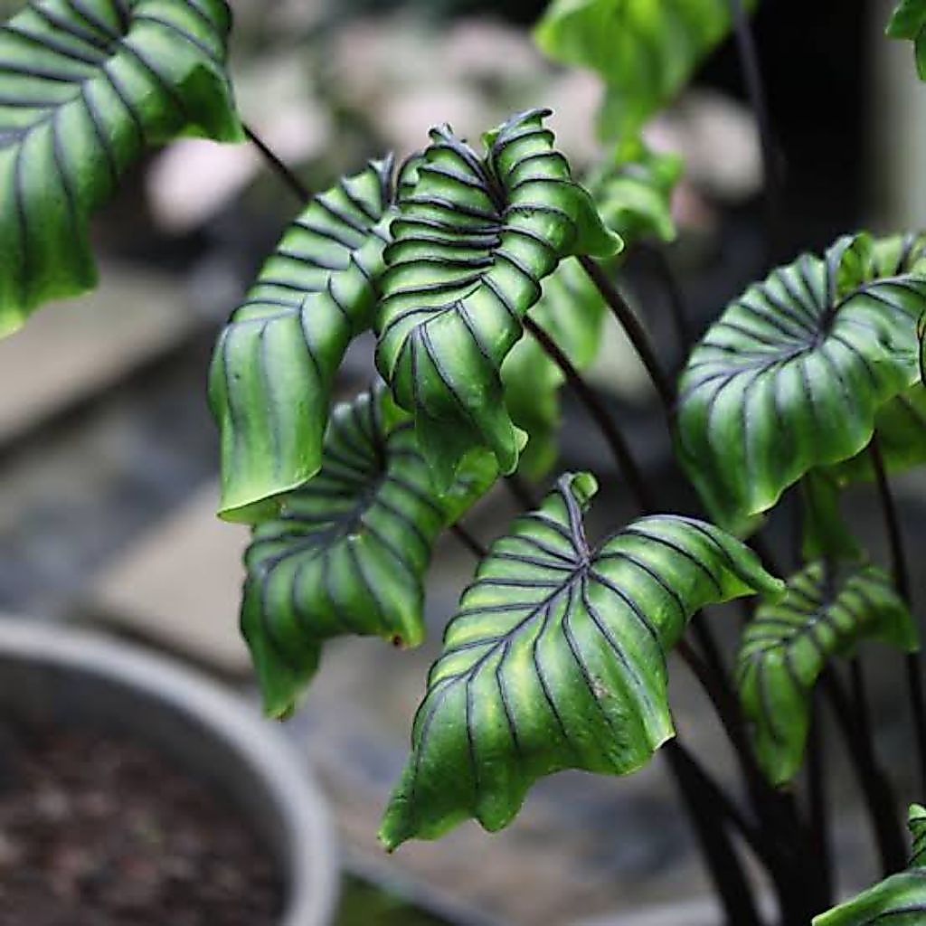 Colocasia Pharaoh Mask Anakan 30cm Daun Besar Topeng Firaun Hijau Ungu Tekstur Bergelombang