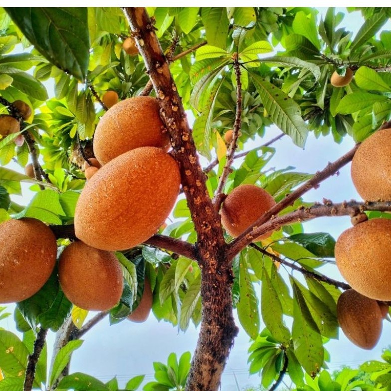 mamey sapote