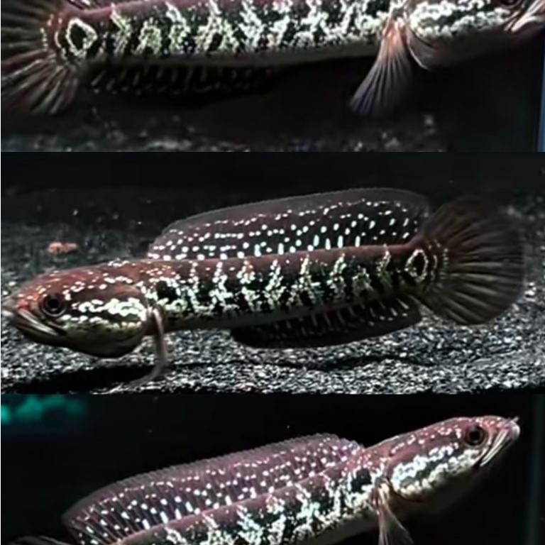 Asiatica WS Mutiara 10-11CM Freesticker COD