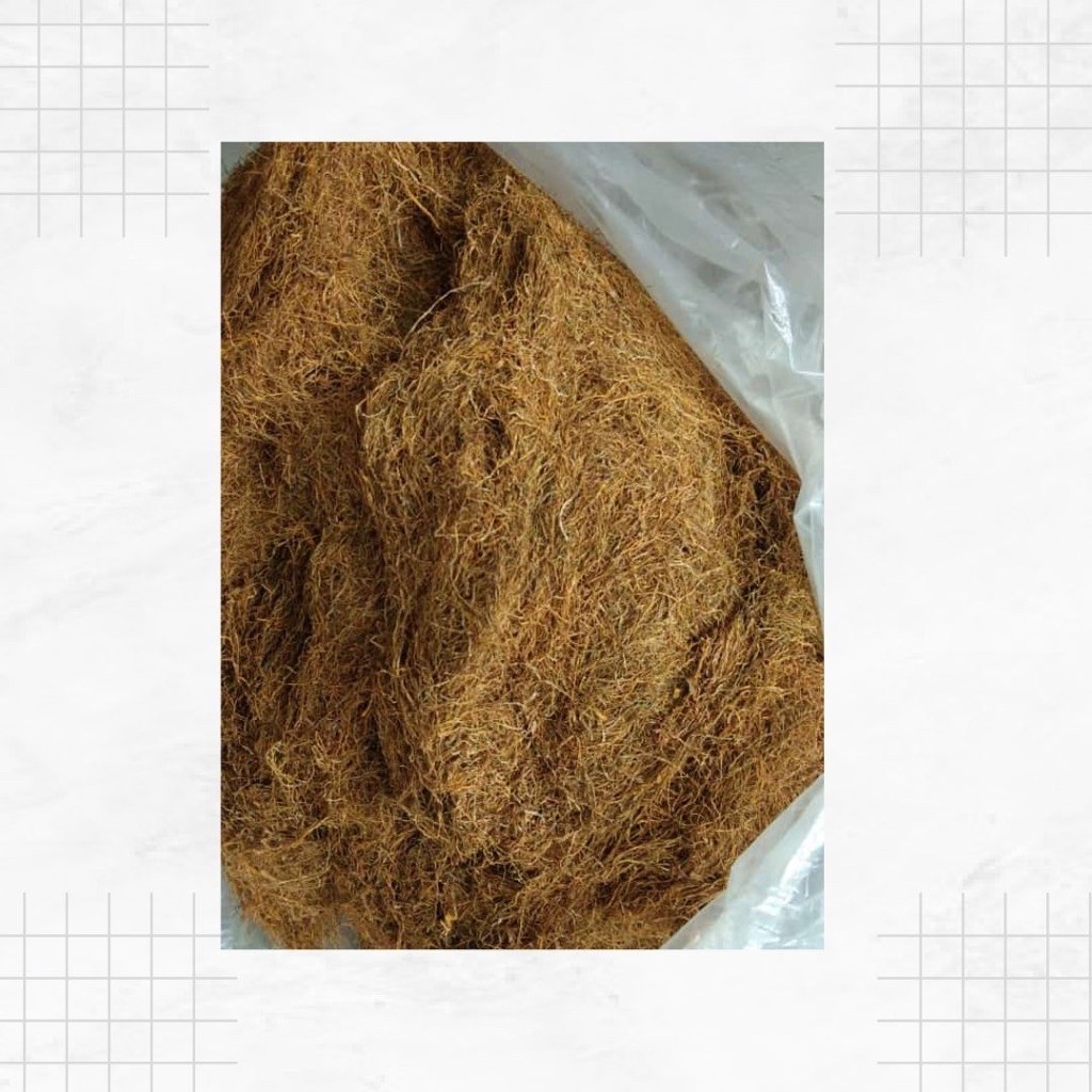 Daun Talas Beneng Rajang Kering