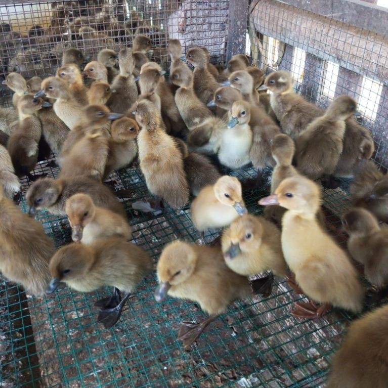 Bibit Dod anak bebek petelur Mojosari super berkualitas