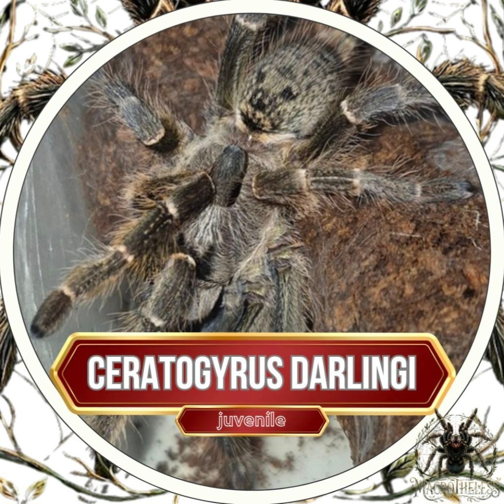 Ceratogyrus darlingi [juvenile] - Tarantula
