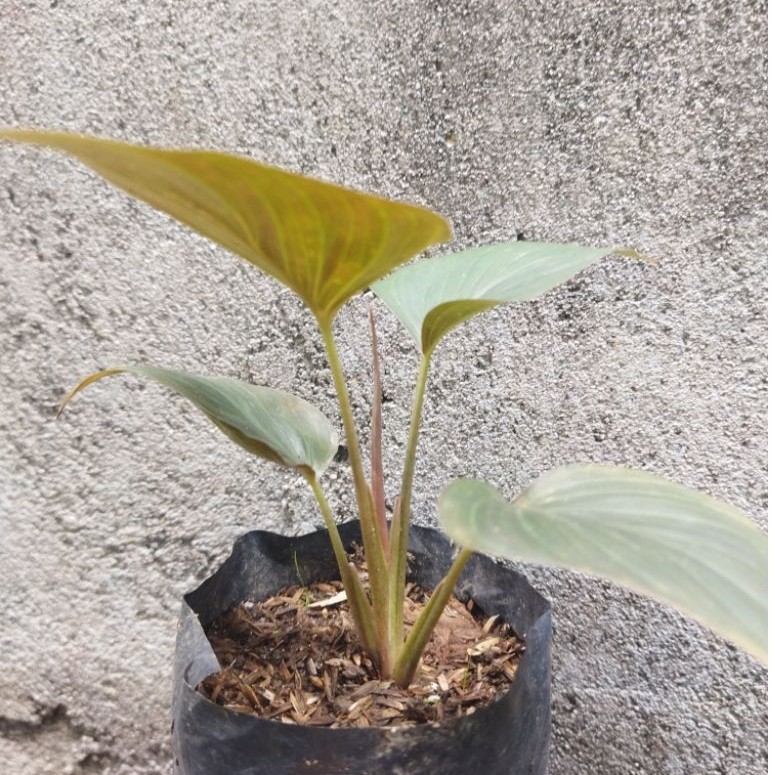 Homalomena black