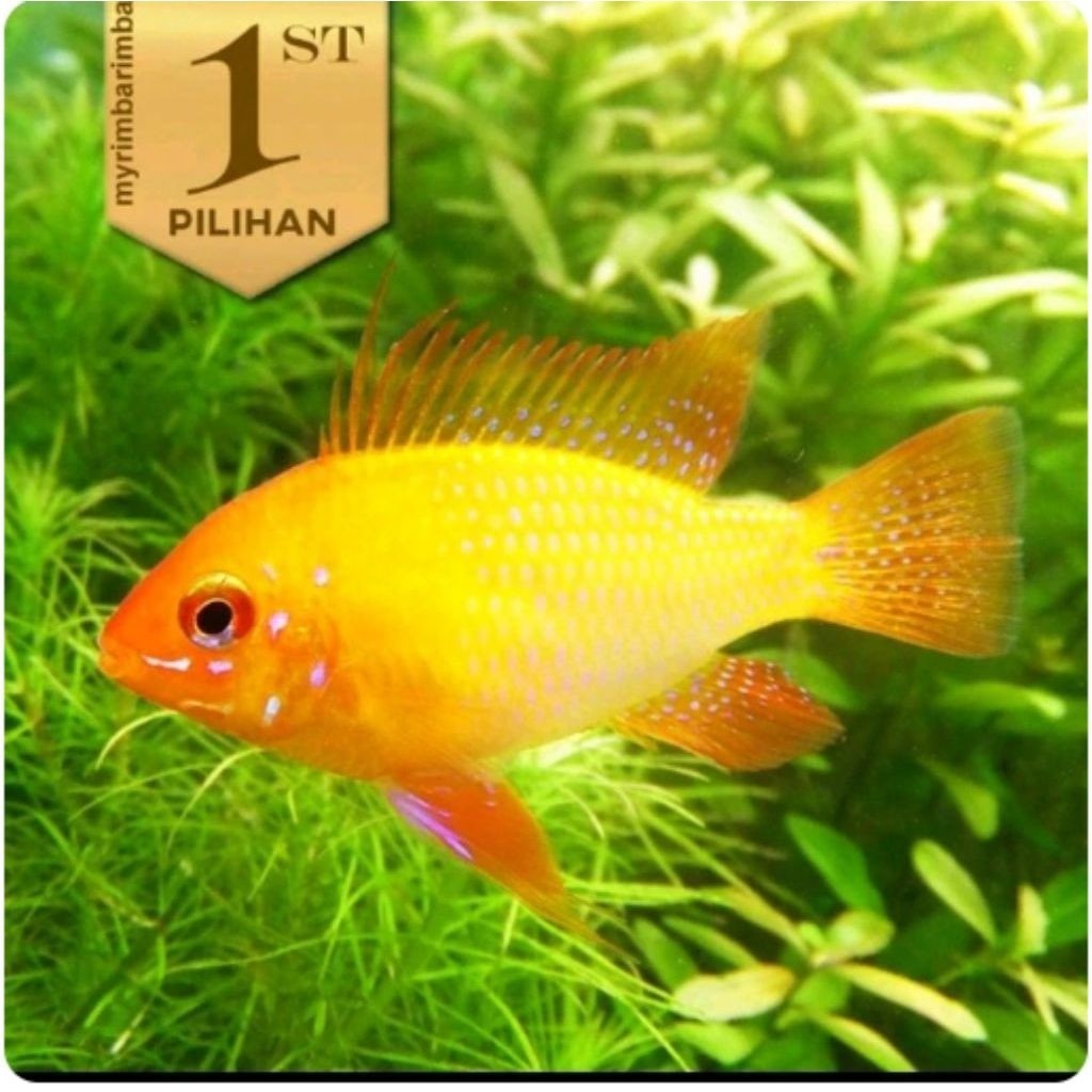 Golden Ramirezi Cichlid Ikan Hias Aquascape Hiasan Aquarium Tanaman