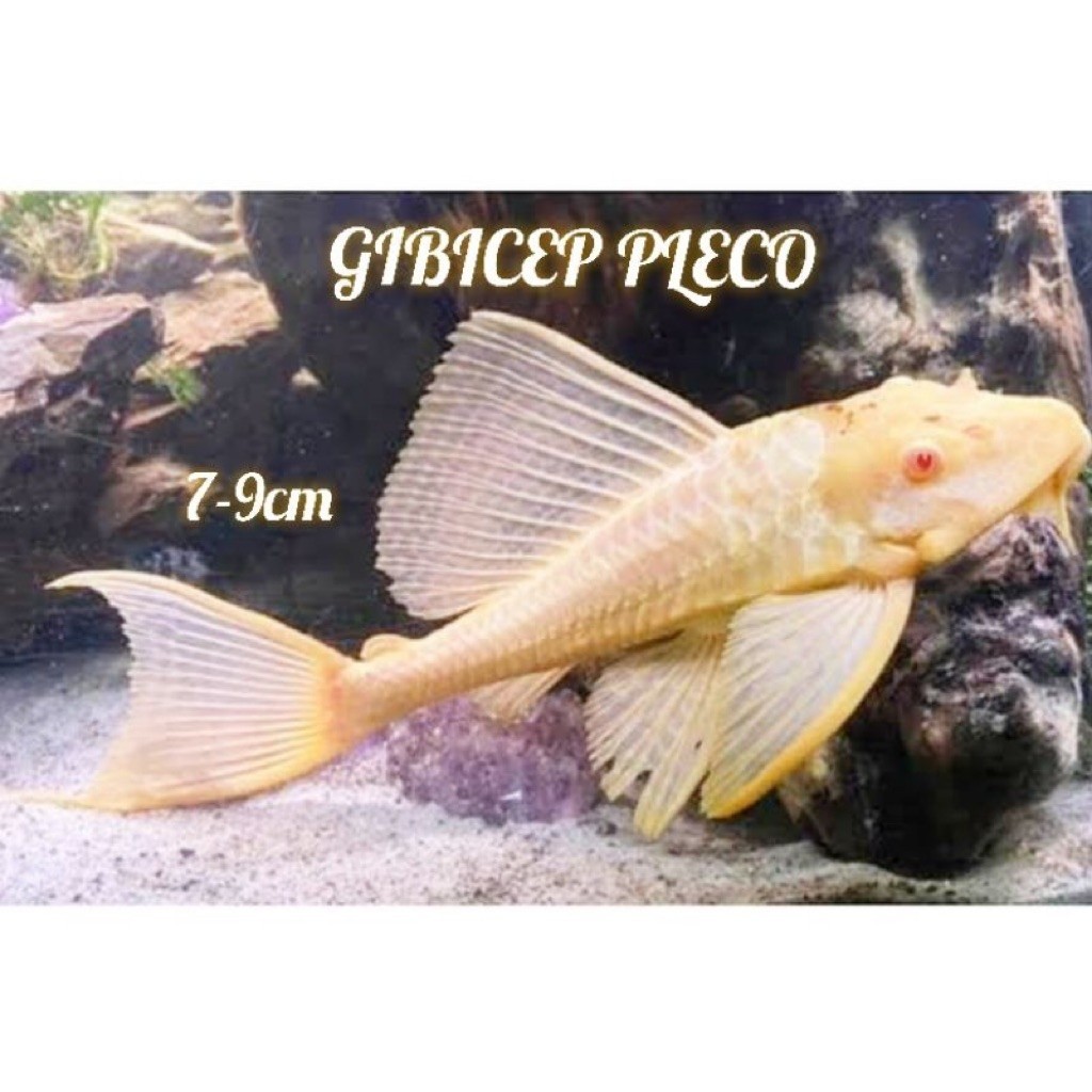 PLECO GIBICEPS ALBINO