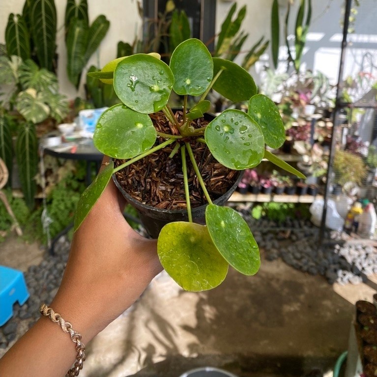 pilea