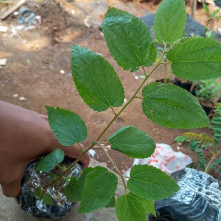 seri/tanaman kersen/tanaman buah seri kersen