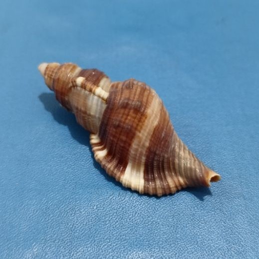 Cangkang Kerang Hairy Triton