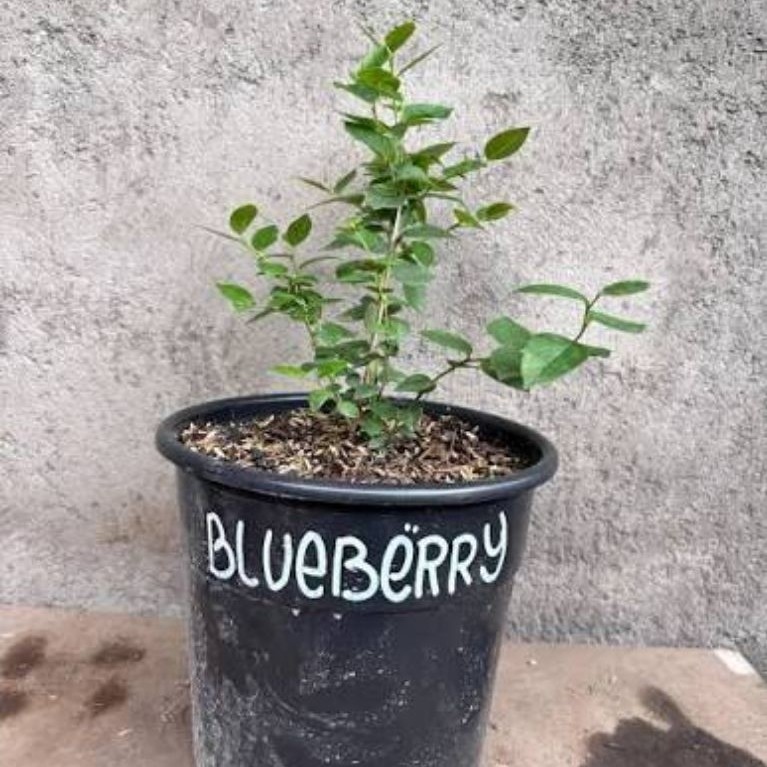 Bibit Tanaman Blueberry