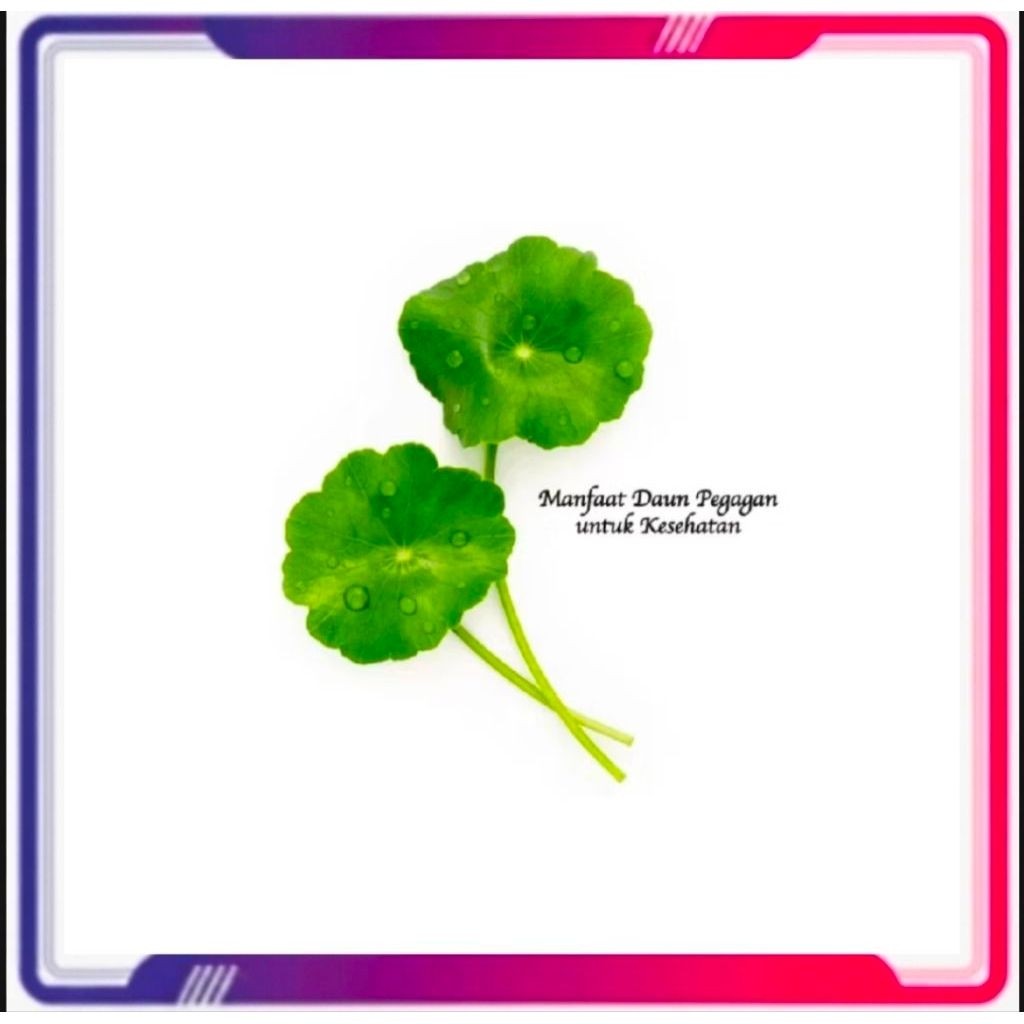 Pegagan merah segar-antanan -per 1000 Gram