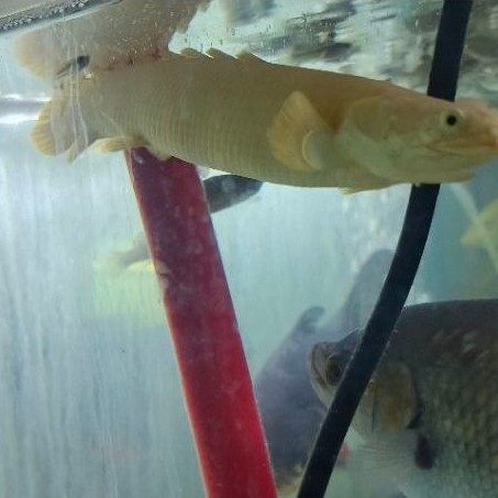Palmas Albino Platinum Mata Hitam Jumbo