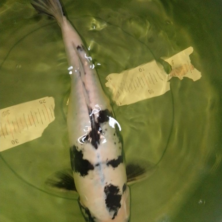 Ikan koi jenis Shiro Doitsu 42cm female HQ