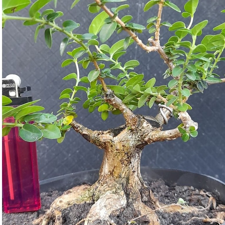 Bahan Bonsai Sancang Tahapan Program Akar Gaya Formal Size Mame Real  Pict