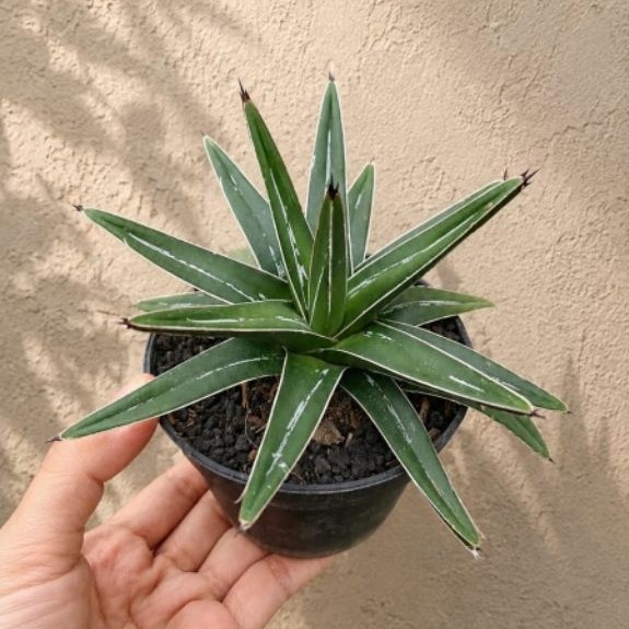 Agave Victoriae Reginae Hijau / Agave Hijau