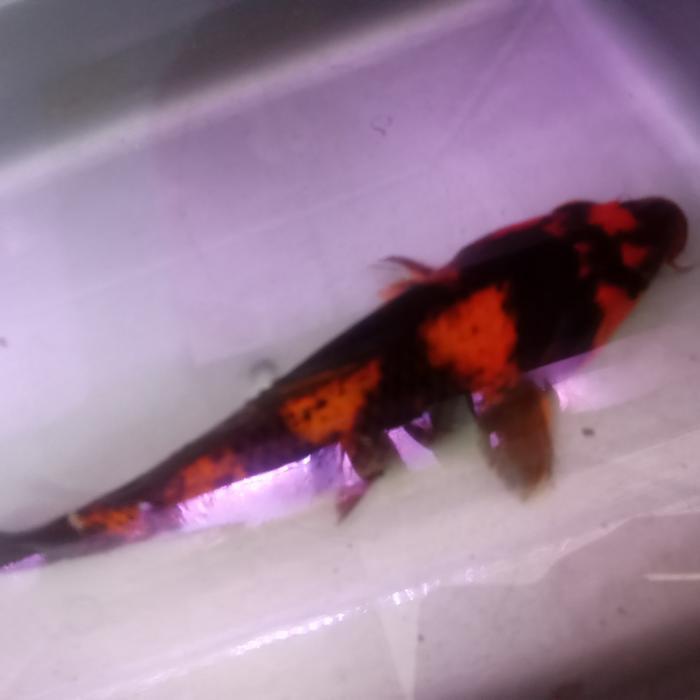 ikan koi showa hi utsuri 20-22cm hiasan kolam rumah