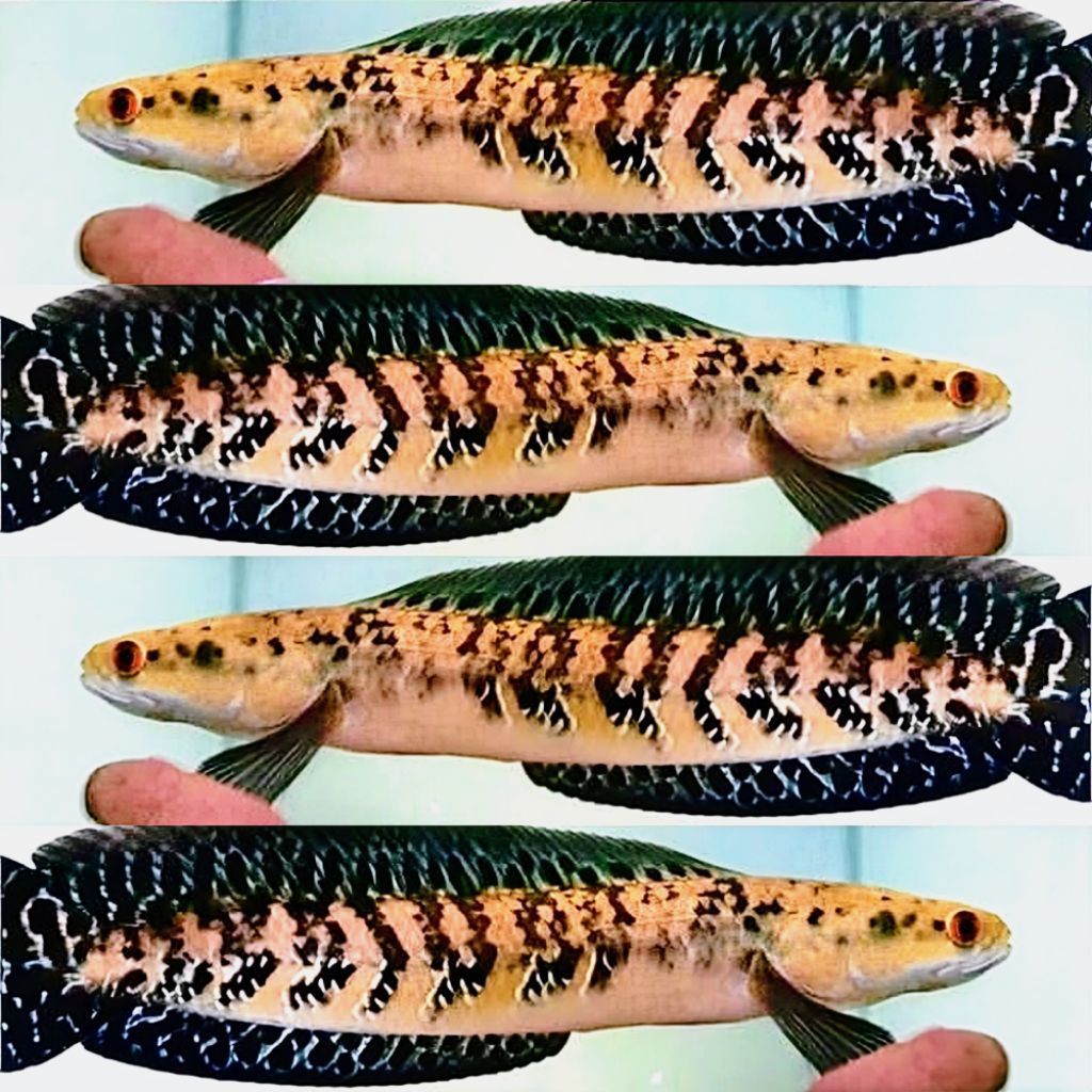 Channa Maru YS 11 13 Cm Chana Yellow Sentarum Progres