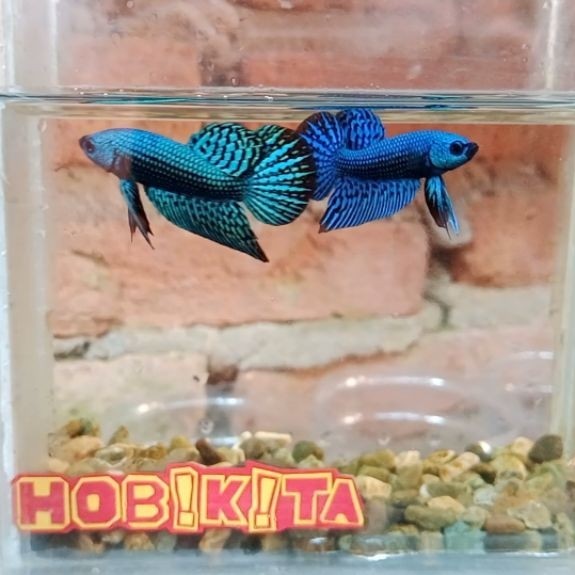wild betta alien