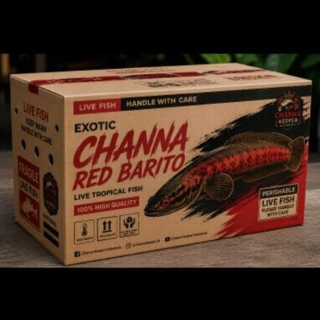 kardus.box.packing.ikan.channa.red.barito