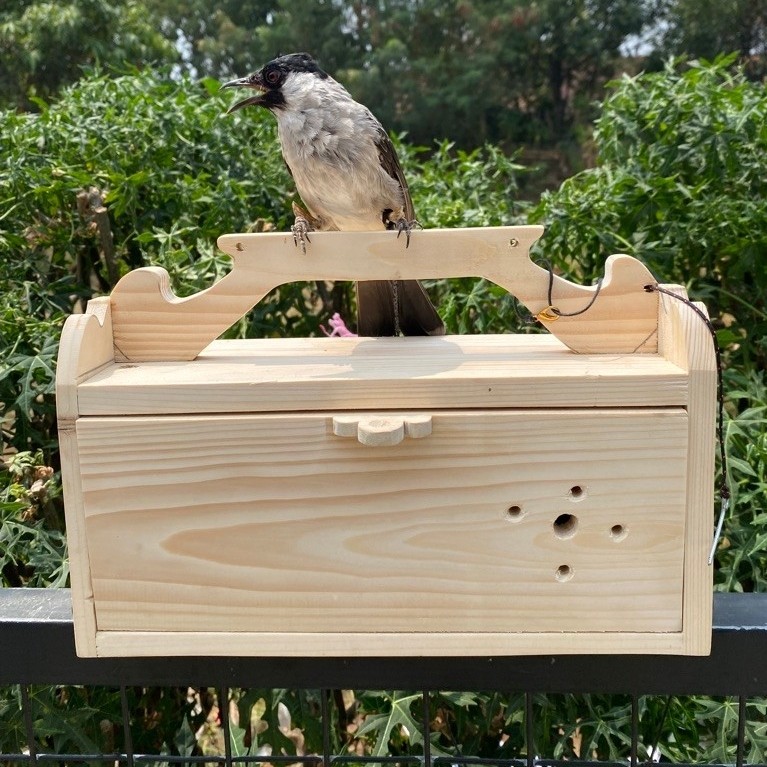 BOX PIKAT BURUNG KUTILANG KAYU | KANDANG PIKAT BURUNG | BOX PIJATAN BURUNG KUTI