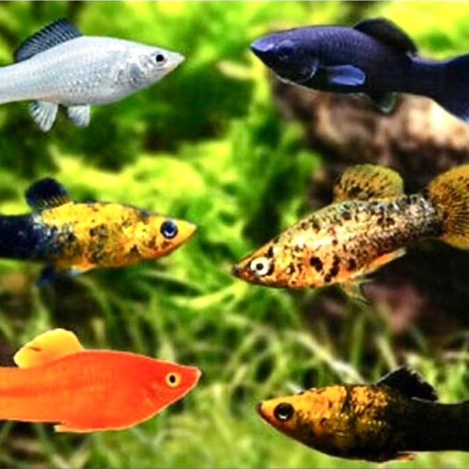 Ikan Hias Molly Ikan molly ikan moly