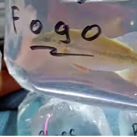 PBASS FOGO UKURAN 13-15 CM