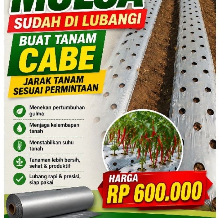 MULSA CABE SUDAH DIPLONG MERK GUNUNG KELUD