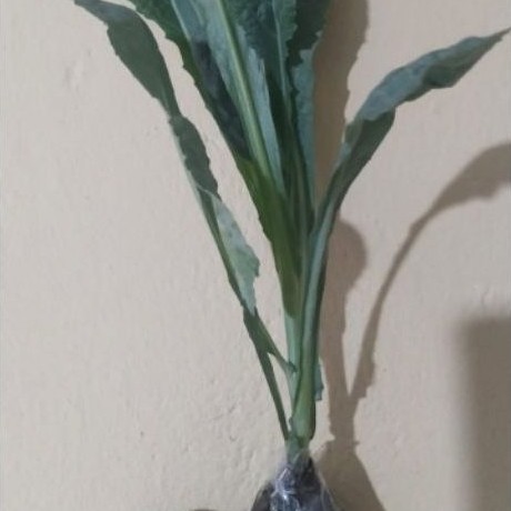Kale, kalle Nero organik