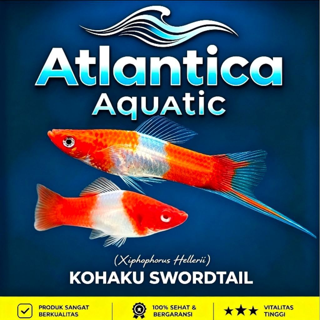 Pewarna Platy Kohaku Swordtail sepasang [02 Ekor] Perlengkapan Aquascape..