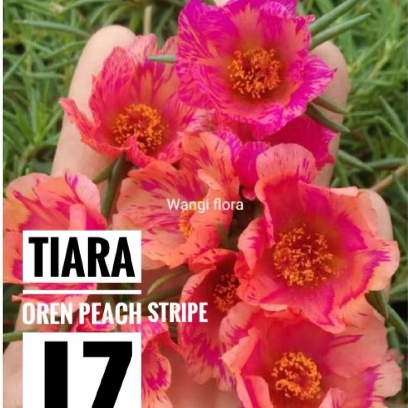 Bunga krokot Tiara oren Peach  stripe Jz