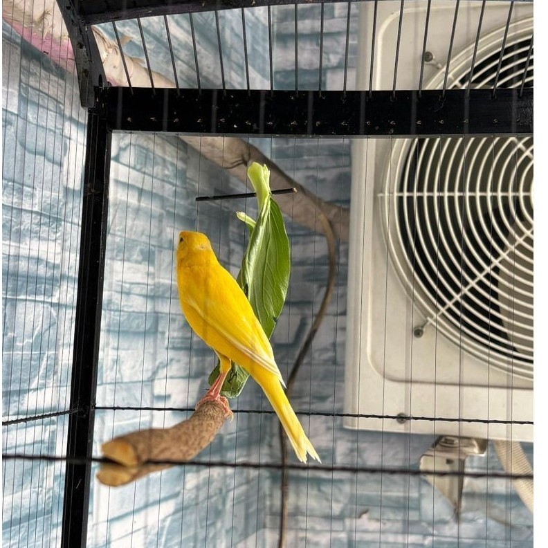 KENARI F1RASMI X F1SF WARNA LEMON INTENSIVE
