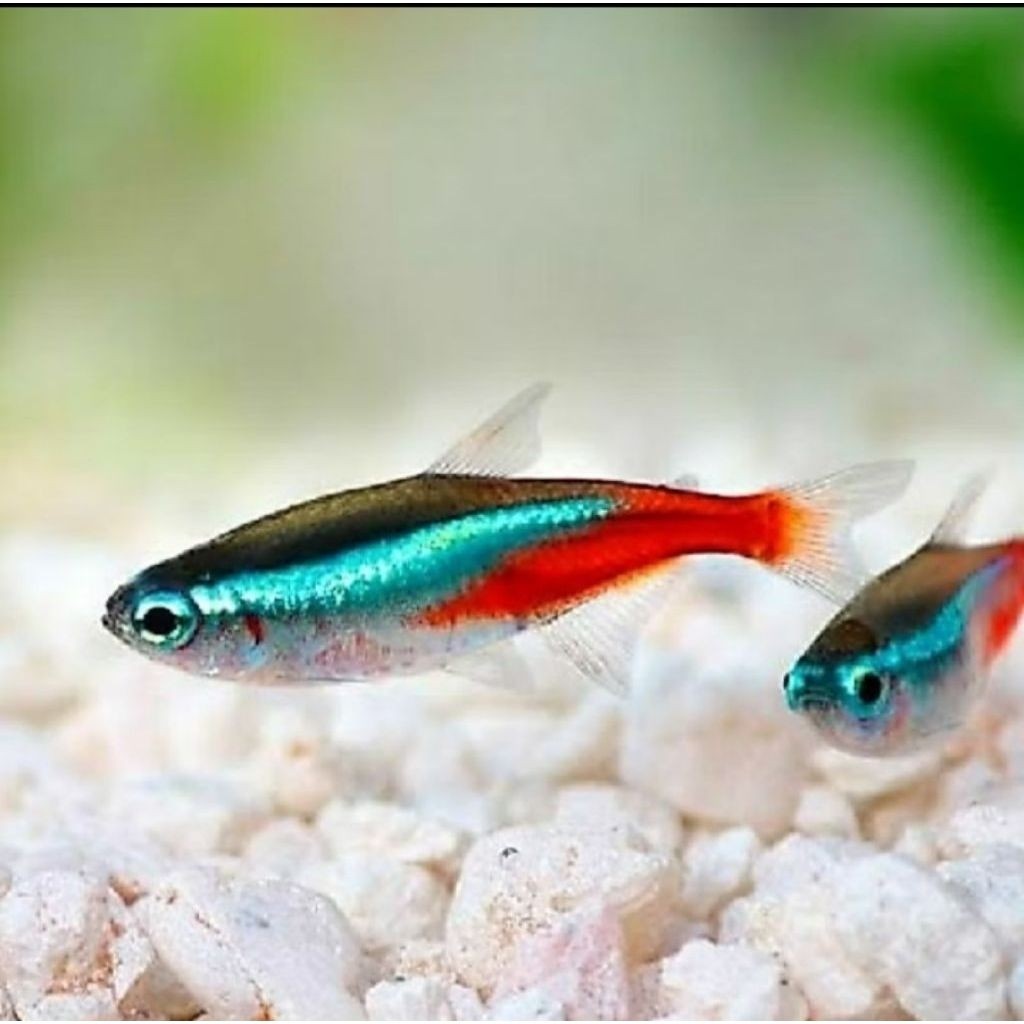 IKAN NEON TENTRA & RED NOSE TETRA [untuk aquarium dan aquascape / ikan neon tetra]