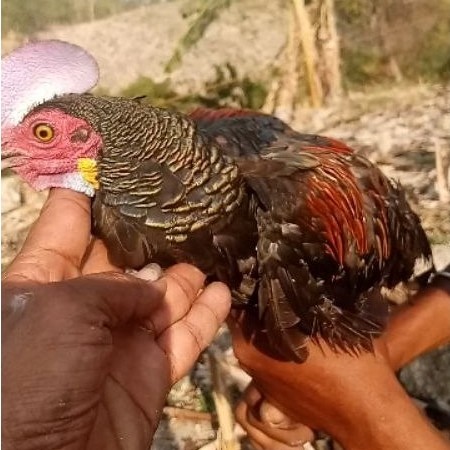 JARING AYAM HUTAN SIAP PAKAI
