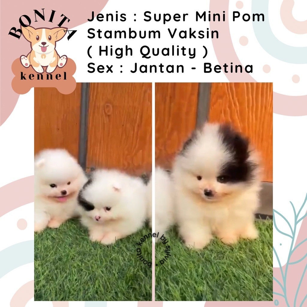Super Mini Pom Stambum Jantan Betina Anak Anjing Minipom Putih