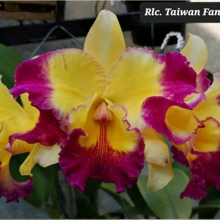 remaja Cattleya Taiwan fantasy clone bangkok