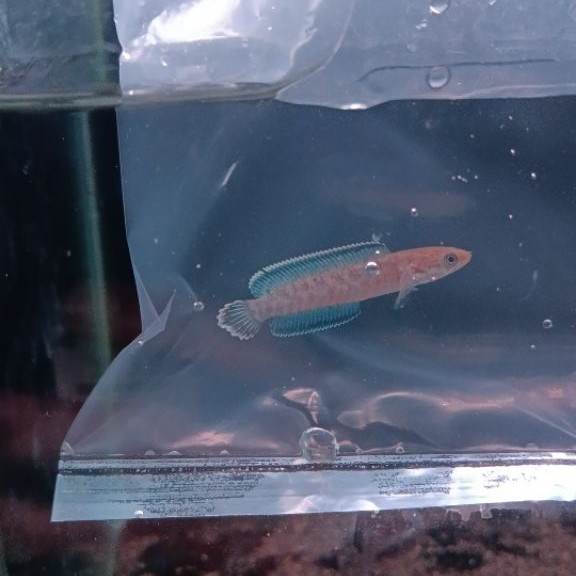 Hiasan Aquarium Channa Andrao Ukuran 5-7cm