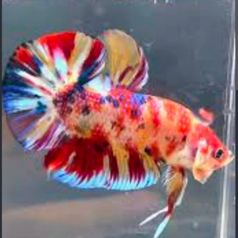 IKAN CUPANG HIAS PLAKAT KOI MULTICOLOR GEN GIANT